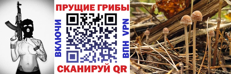 Галлюциногенные грибы MAGIC MUSHROOMS  Купить где  Кубинка 